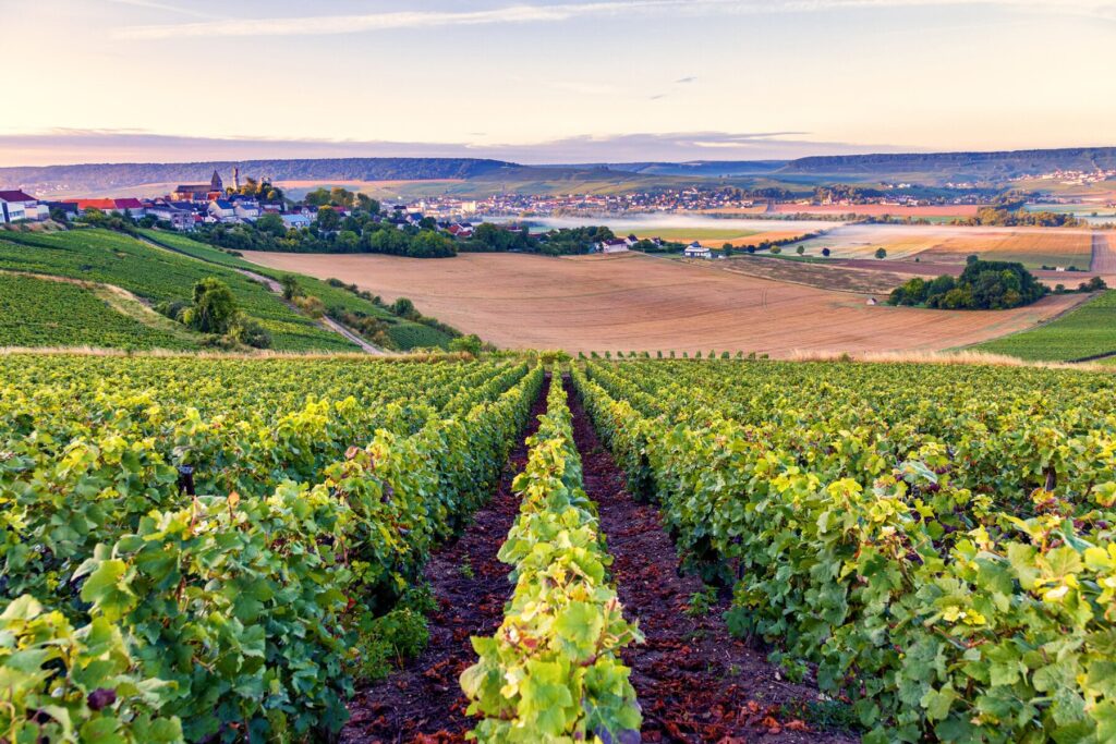 Франция виноградники