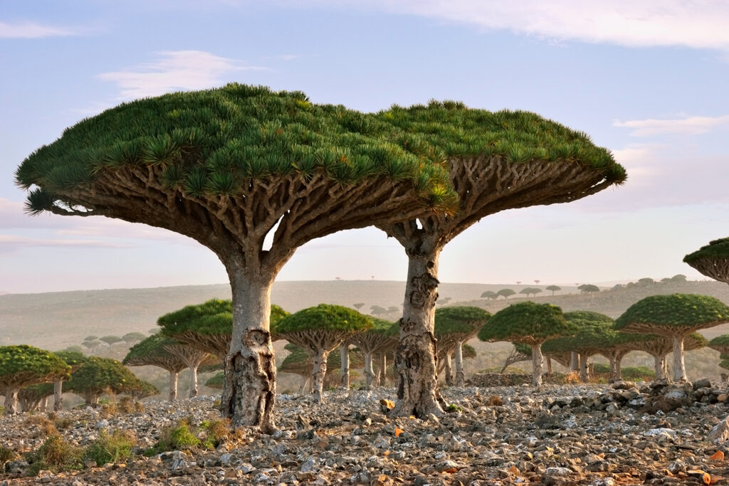лес йемена