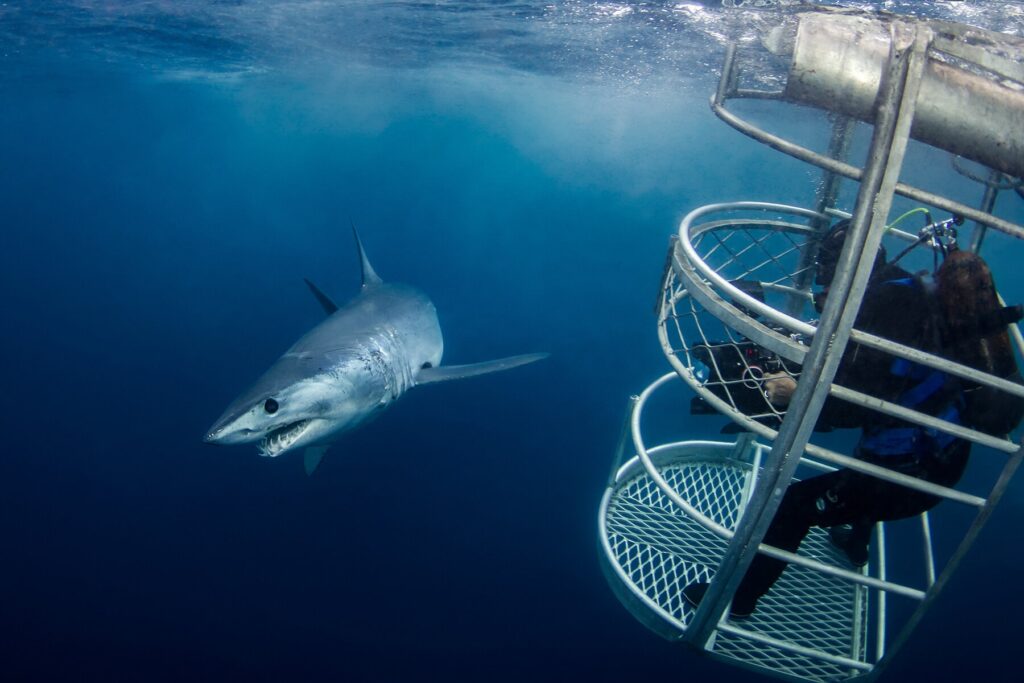 Южная Австралия: Погружение к акулам