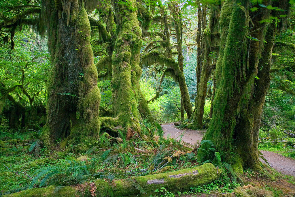 Дождевой лес Хох, Вашингтон