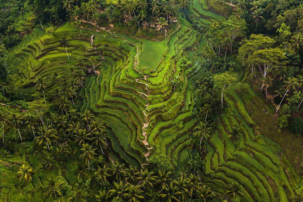 Рисовая терраса Тегаллаланг, Бали