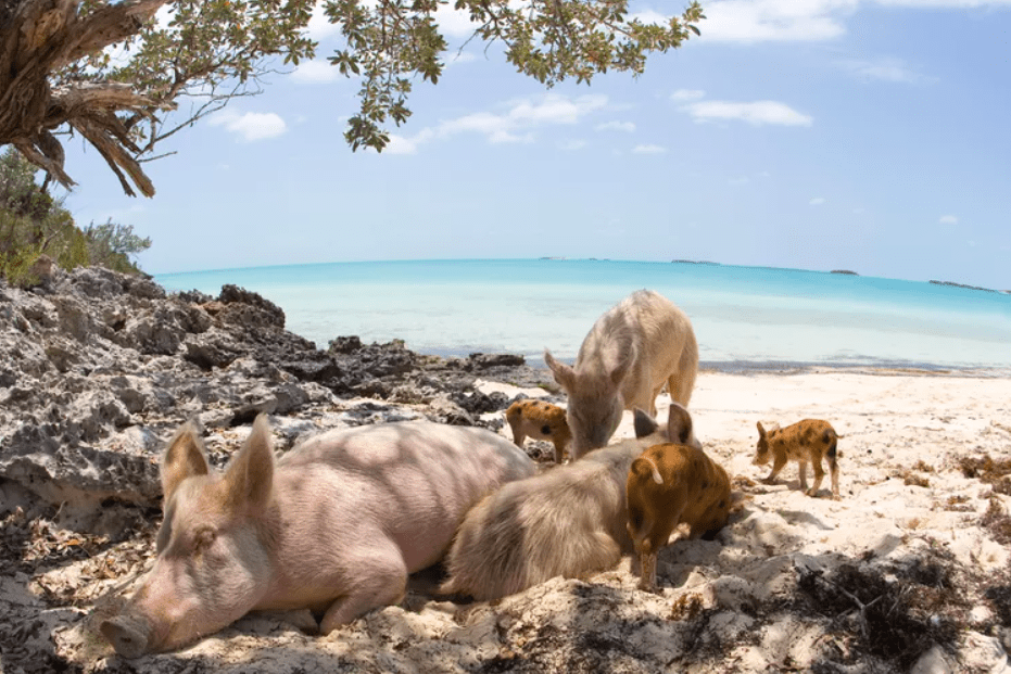 Пиг-Бич, Биг-Майор-Кей, Багамские острова